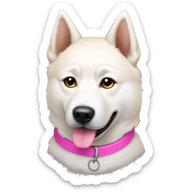 White jindo dog with pointy light brown ears and pink collar sticker
