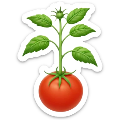 tomato seedling sticker