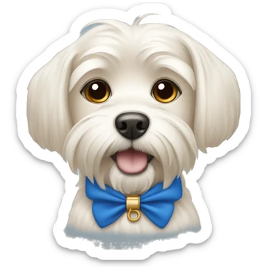 A beige Maltese dog with a blue collar sticker