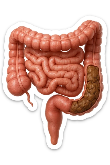 intestino umano anatomico realistico con feci bloccate nel colon, iperrealistico 4k sticker