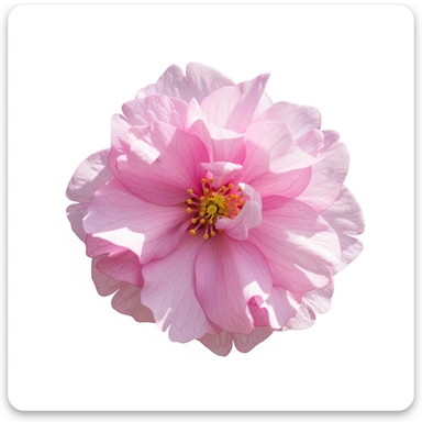 pink sakura cherry flower, remove background sticker