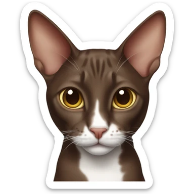 chocolate-like oriental cat with a white nose  sticker