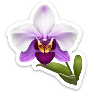 Orchid sticker