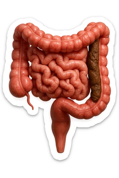 intestino umano anatomico realistico con feci bloccate nel colon, iperrealistico 4k sticker