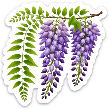 Wisteria raceme with mixed blooming stages - some flowers fully open in purple, others still in bud stage, hanging gracefully with green leaves sticker