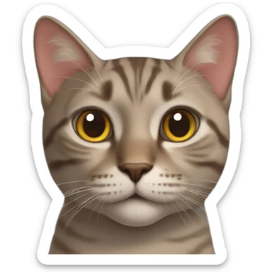 cats  sticker