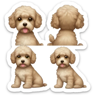A boy with brown hair with blue eyes and beige Maltipoo  sticker