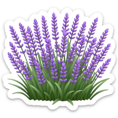Pembe lavanta  sticker