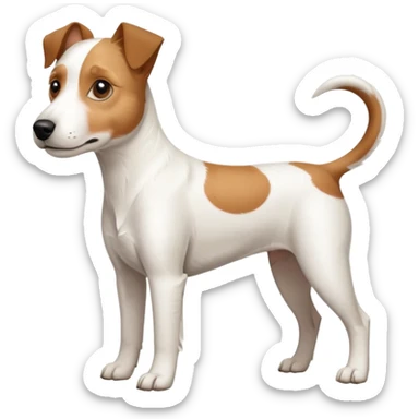 a full body large white parson russell looking dog the size of a kelpie with light brown ears and a light brown patch on one eye and a large snout sticker