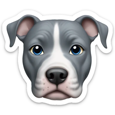 Blue nose grey pitbull with full grey face and blue eyes  sticker