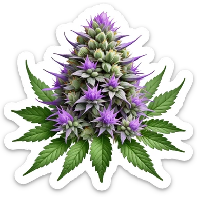 Wedding Crasher cannabis strain with purple buds and crystal trichomes sticker