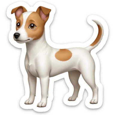 a full body white jack russel looking dog the size of a kelpie with light brown ears and a light brown patch on one eye, flopped down ears and a large snout sticker