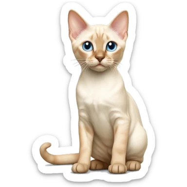 Flame point Siamese kitten standing sticker