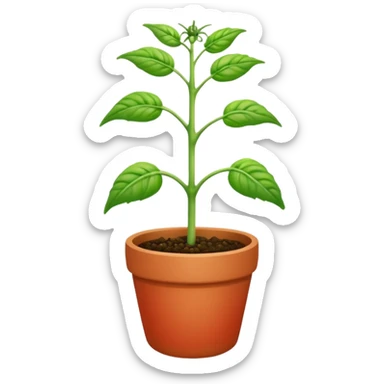 tomato seedling sticker