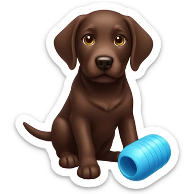 Chocolate Labrador playing with toy sticker