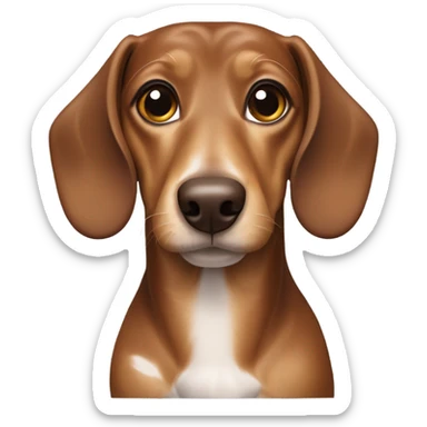 a dachshund, features a smooth coat with a white body patterned with light brown patches and a brown head shaded with darker tones sticker
