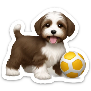 Brown Short Hair havanese puppy playing with toy  sticker