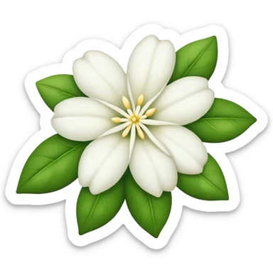Jasmin flower white   sticker