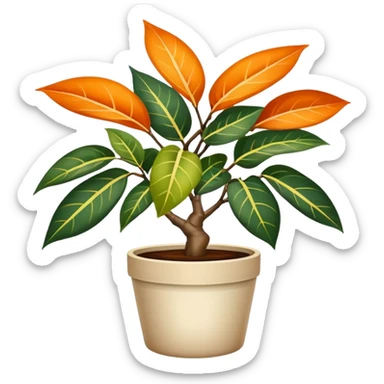 orange Variegated Ficus elastica in a pot sticker