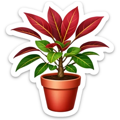 Ficus elastica red Variegata in a pot sticker