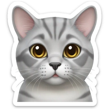 Scottish straight silver chinchilla breed cat sticker