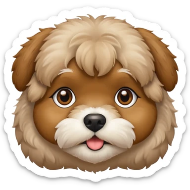 Shihpoo face all tan color, no white sticker