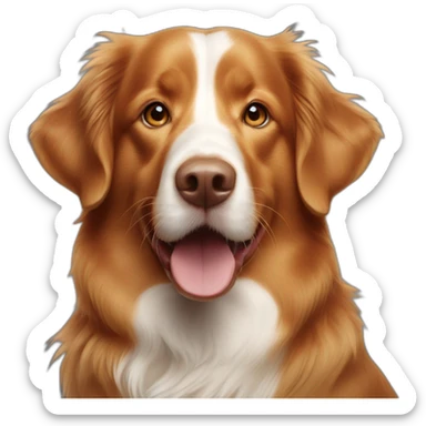 nova scotia duck tolling retriever sticker