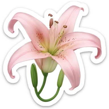light pink lilium sticker