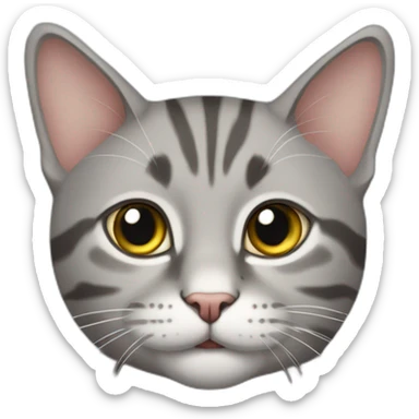 Tabby Grey cat with one ear sticker