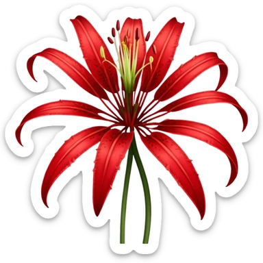 wilting red spider lily  sticker