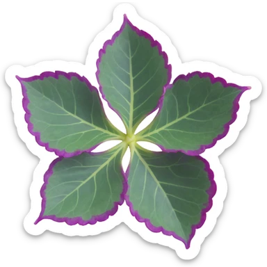 Close-up of Begonia Rex leaf center showing pronounced spiral pattern, dark green leaf with purple edges and white spots sticker