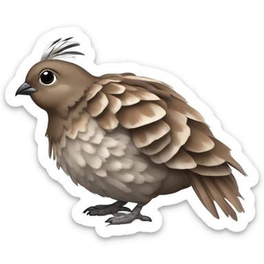 dead quail sticker