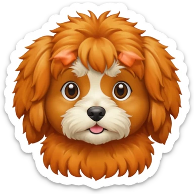 Cavapoo  apricot no white at all all orange  sticker