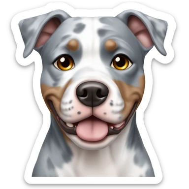 Blue Merle pitbull with one brown eye and one blue sticker