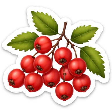 rowan/mountain ash berries, simple sticker