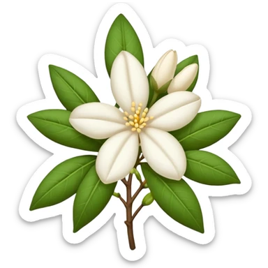 dry indian jasmine flower without leaf in emoji format  sticker