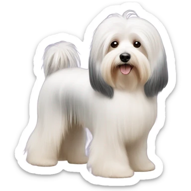 Side view of Havanese with long hair all the way down to the dogs feet at a dog show  sticker