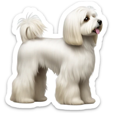 Side view of Havanese long har all the way down to the floor at a dog show  sticker