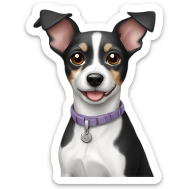 Older senior black and white and grey rat terrier sticker