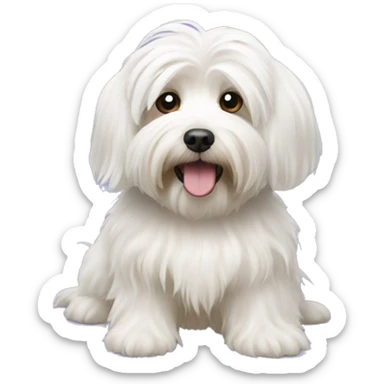 Havanese dog white sticker