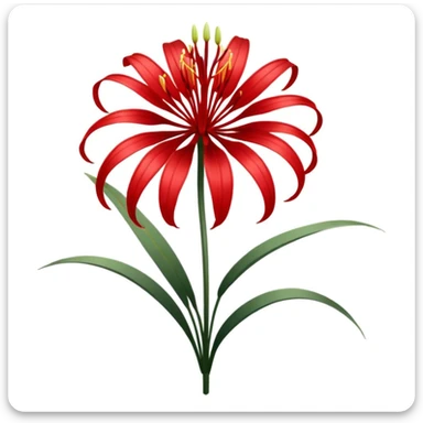 Chinese red spider lily  sticker