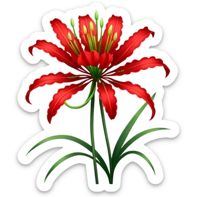 Lycoris Radiata red spider lily flower with a single stem sticker