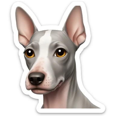 American Hairless Terrier sticker
