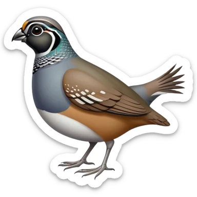 California Quail sticker