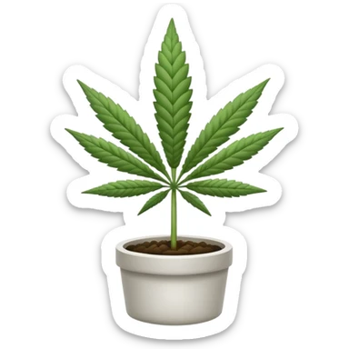 white color marijuana, no color sticker