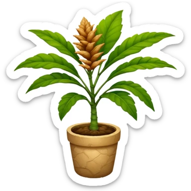 ginger plant sticker