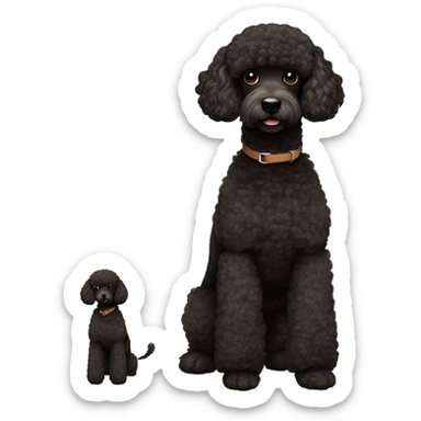 3 legs One Small unshaved Black Poodle with brown harness sticker