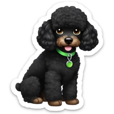 A single Energetic dark black mini poodle with short hair and green collar sticker