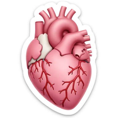 soft pastel pink anatomic heart with subtle white highlights sticker