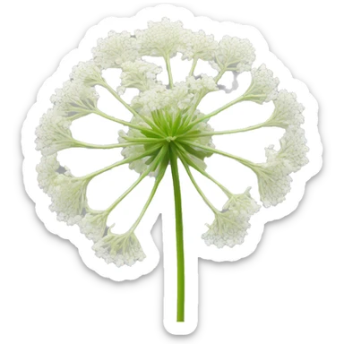 Singular Queen Anne’s lace isolated  sticker
